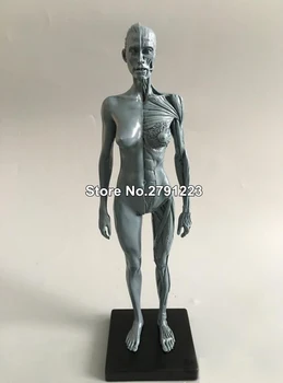 1:6 a 30 cm modelo de Corpo Humano Muscular Resina Estátua Escultura de anatomia Humana da Carne Feminina Anatomia Artesanato anatomia Modelo