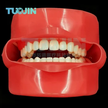 Dental Dentes Modelo Modelo Dente Com 28pcs Removível Typodent Dentes Prática Para os Estudantes de Odontologia Material de Treinamento do Produto