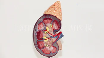 Renal modelo com glândula adrenal, naturalmente, grande renal sistema urinário modelo de estrutura